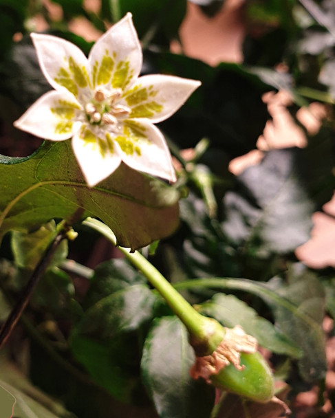 AJI CRUJIENTA FLOWER