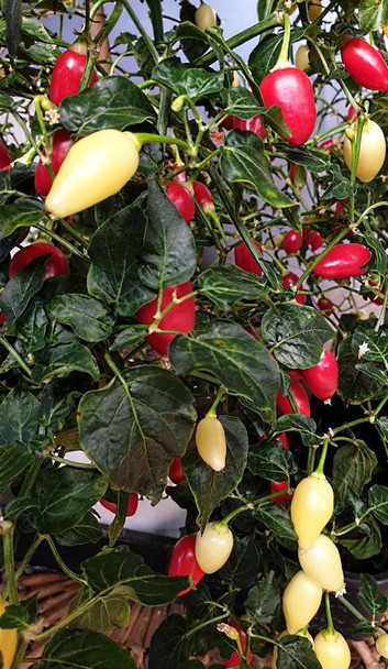 AJI HUANUCO MATURE PLANT IMAGE