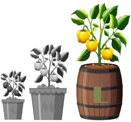 AJI PIURA  5 CHILLI SEEDS