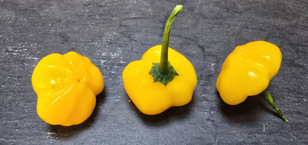 BICHERRY AMARILLO MATURE PODS