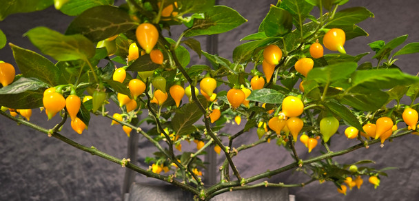 BIQUINHO YELLOW PLANT