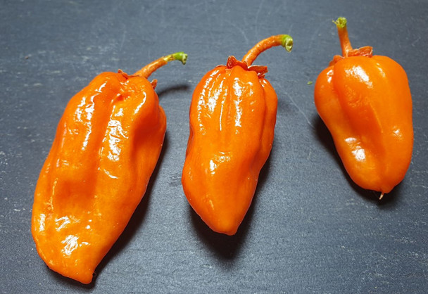 BLEEDING JIGSAW MATURE PODS