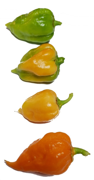 BLEEDING JIGSAW MATURING PODS