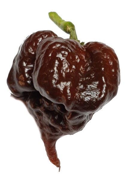 BORG 9 CHOCOLATE MATURE POD