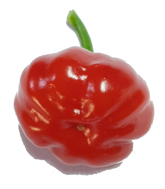 BRAZILIAN MINI PUMPKIN SINGLE POD