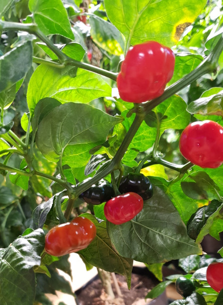 BRAZILIAN MINI PUMPKIN PLANT
