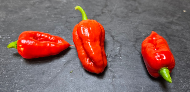 CARBOURGA RED MATURE PODS