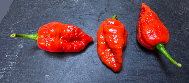 CLOCKWORK RED MATURE PODS