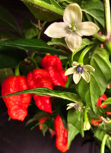 DEATH SPIRAL MATURE PLANT