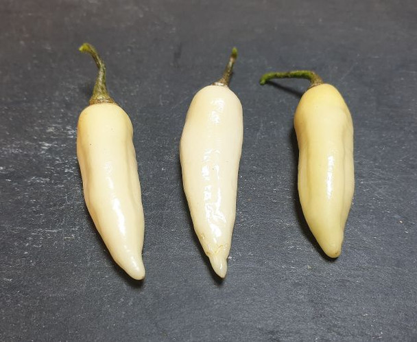 DENTE DI COYOTE HABANERO MATURE PODS