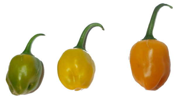 EL ORO DE ECUADOR MATURING PODS