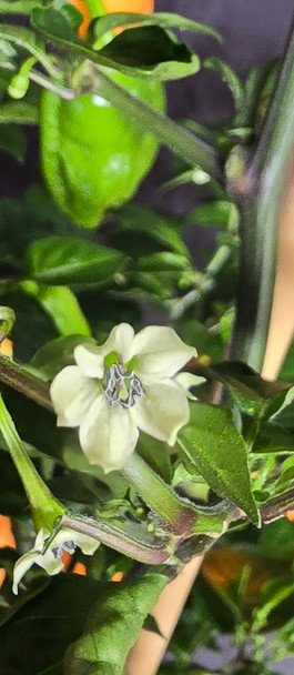 FATALII PEACH FLOWER