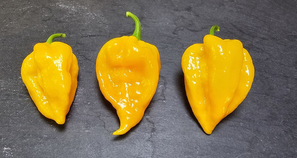 FATALII YELLOW MATURE PODS