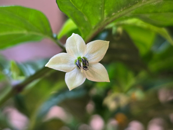 FATALII YELLOW FLOWER