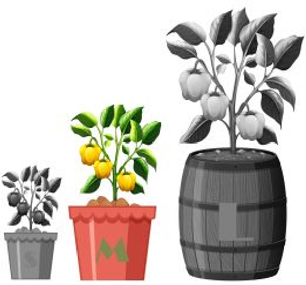 FRONTERA SWEET CHILLI SEEDS