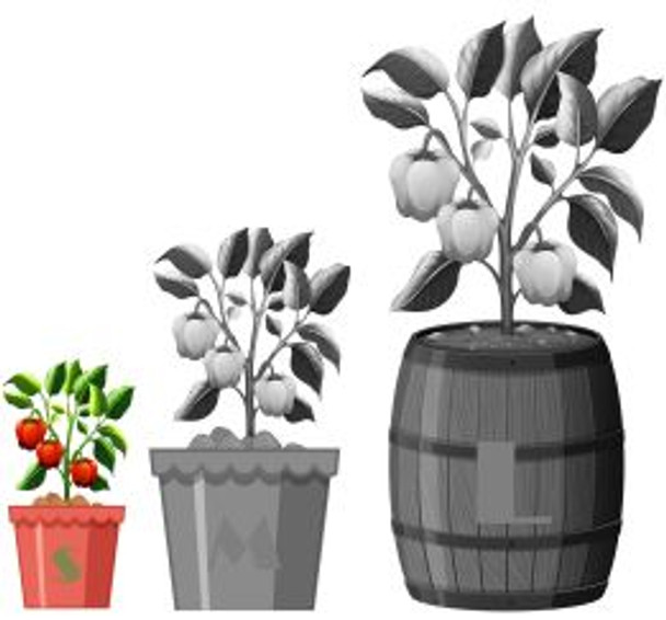 GUSTO PURPLE CHILLI SEEDS