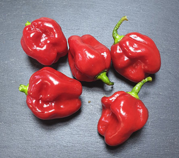 HABANERO TOBAGO MATURE PODS