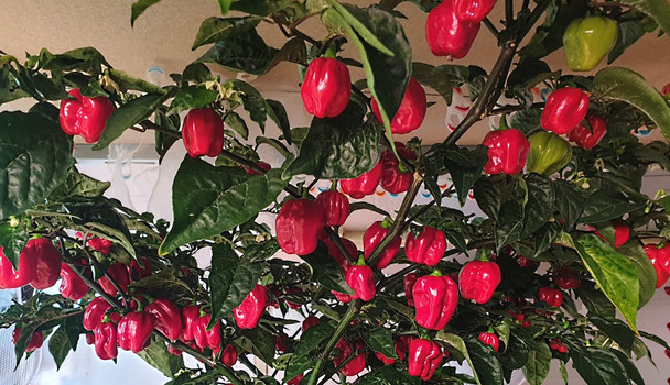HABANERO TOBAGO PLANT
