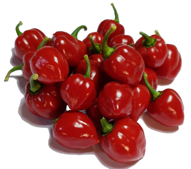 HABANERO YUCATAN MATURE PODS