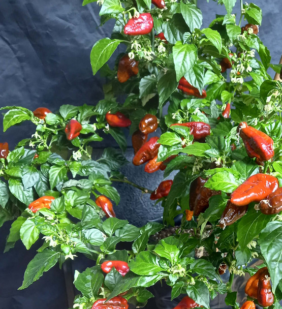 MADBALLZ CHOCOLATE PLANT