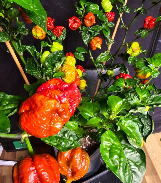 MORUGA SCORPION BURGANDY PLANT