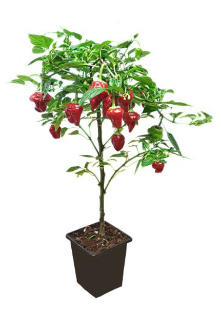 9CM NAGA BHUT JOLOKIA MATURE PLANT