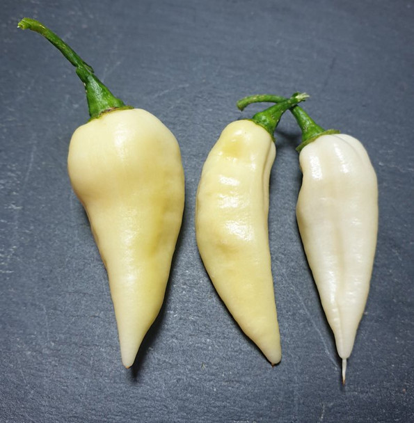 NAGA CREAM MATURE PODS