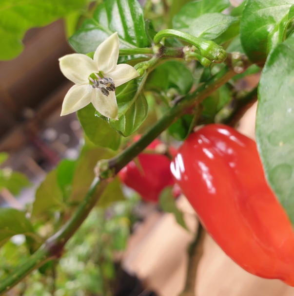 NAGA SEASONING FLOWER