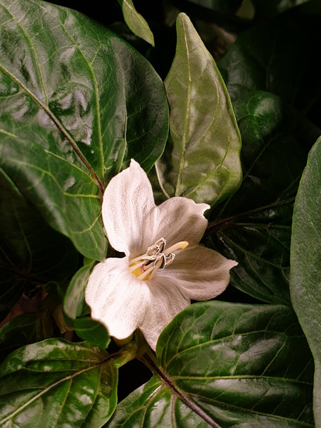 ODA PEPPER FLOWER