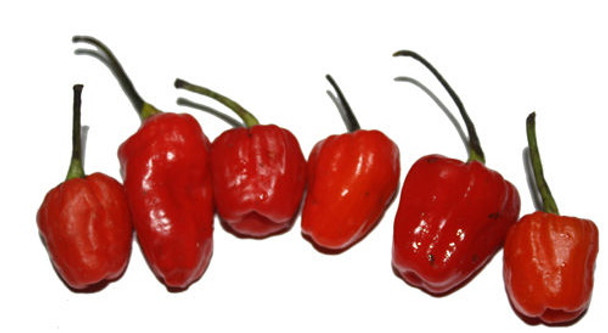 PHIRINGI JOLOKIA MATURE PODS