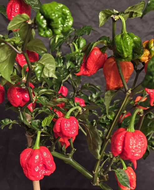 REAPER X BUTCH T SCORPION PLANT