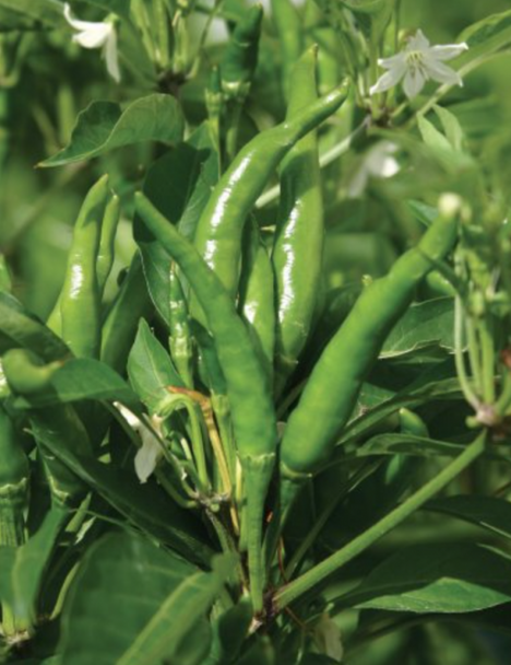 SPARKY CAYENNE PLANT