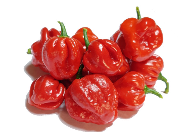 SUNRISE SCORPION MATURE PODS