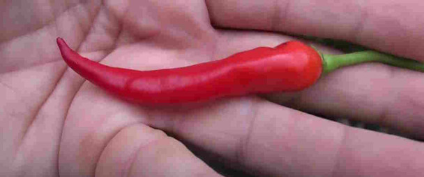 TATIL SUS PEPPER MATURE PODS