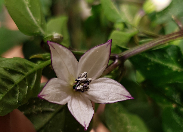 THAI TQ BLACK FLOWER