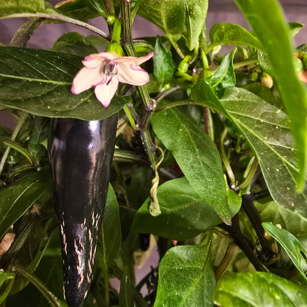 VINDALOO CAYENNE FLOWER