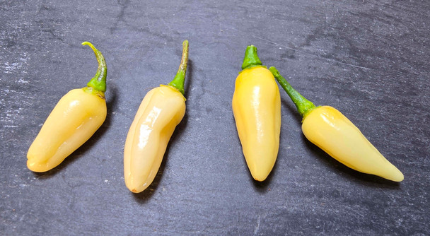 Coyote Zan White Mature Pods