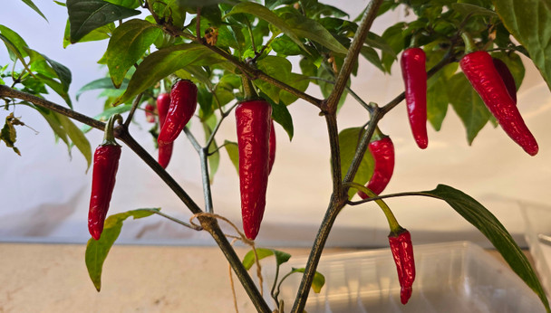 Mattapeno Mature Plant Image