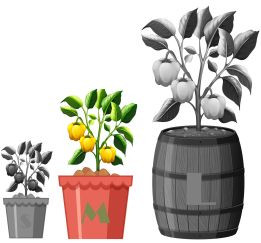 MATTAPENO 5 CHILLI SEEDS