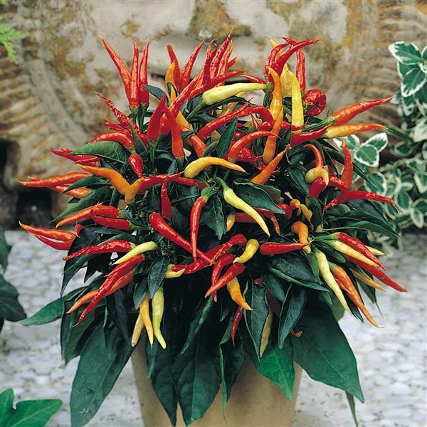 Medusa Chilli Plant