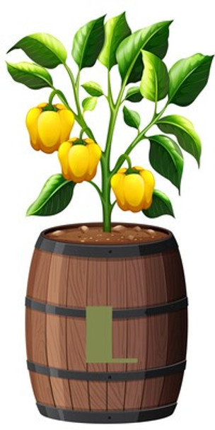 Mystic Nebula Pot Size