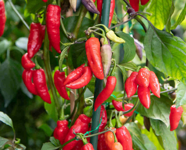 Pimenta Sparanise Mature Plant
