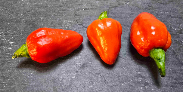 Pimenta Sparanise Mature pods