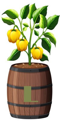 Trinidad Scorpion Caramel Pot Size