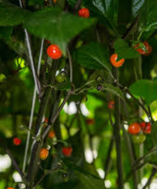 Mata Frade Mature Plant