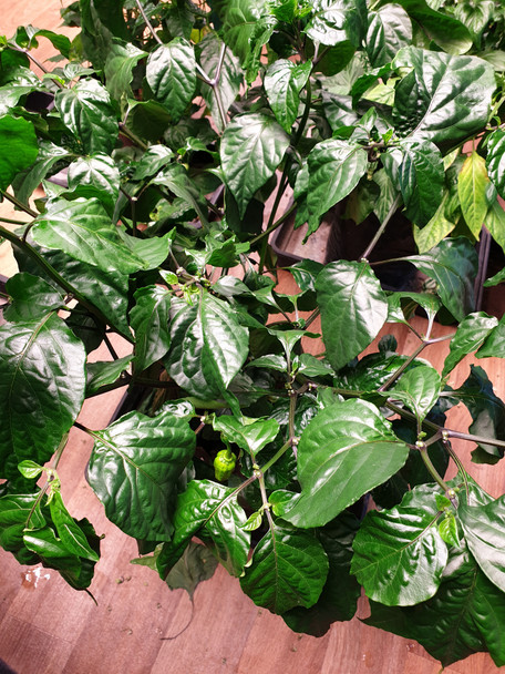 Big Mustard Mama Top Canopy Image Dated 2021 08 07