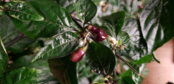 Cheiro Roxa Immature Pod Image Dated 2021 11 08