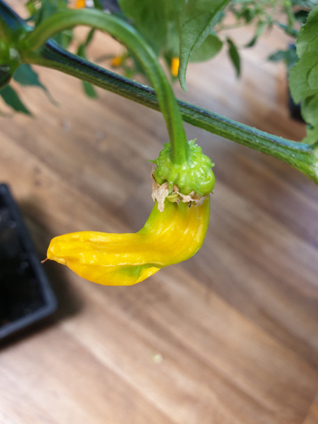 Aji Ahuachapan Chilli Pod starting to mature from Green to Yellow Image Dated 2021 08 31