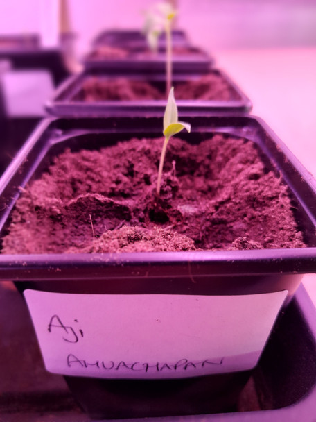 Aji Ahuachapan First Chilli 9cm Pot Image Dated 2021 04 03