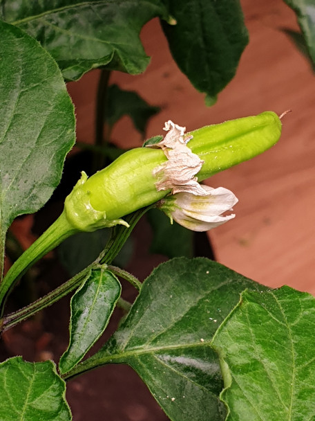 Immature Aji Ahuachapan Chilli Pod with dried flower growing Image Dated 2021 08 07